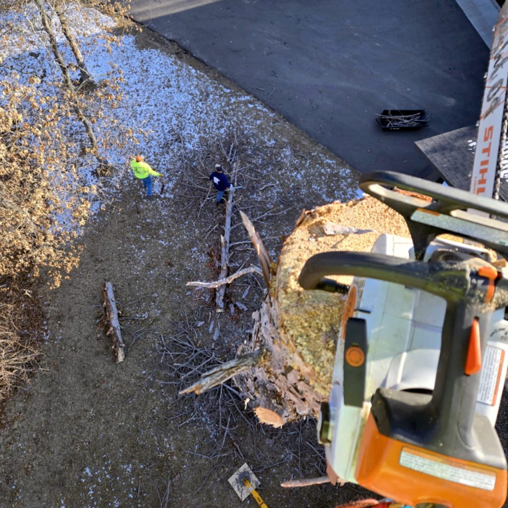 A view from above shows a person using a chainsaw to cut a large tree trunk. Two people stand on the ground below, surrounded by fallen branches on grassy, partially snow-covered terrain.