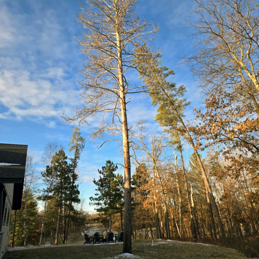 A tall, leafless tree stands in a grassy yard bordered by other trees with sparse leaves under a blue sky with scattered clouds; patio furniture is seen near the treeline, and part of a house roof is visible on the left.