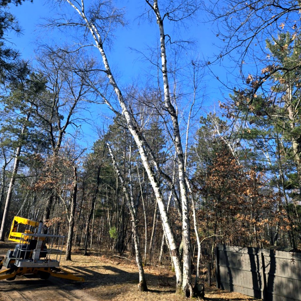 Leafless birch trees stand tall in a sunlit forest clearing. A yellow forestry machine is parked on a dirt path to the left, and a dark wooden fence runs along the right side of the image under a clear blue sky.