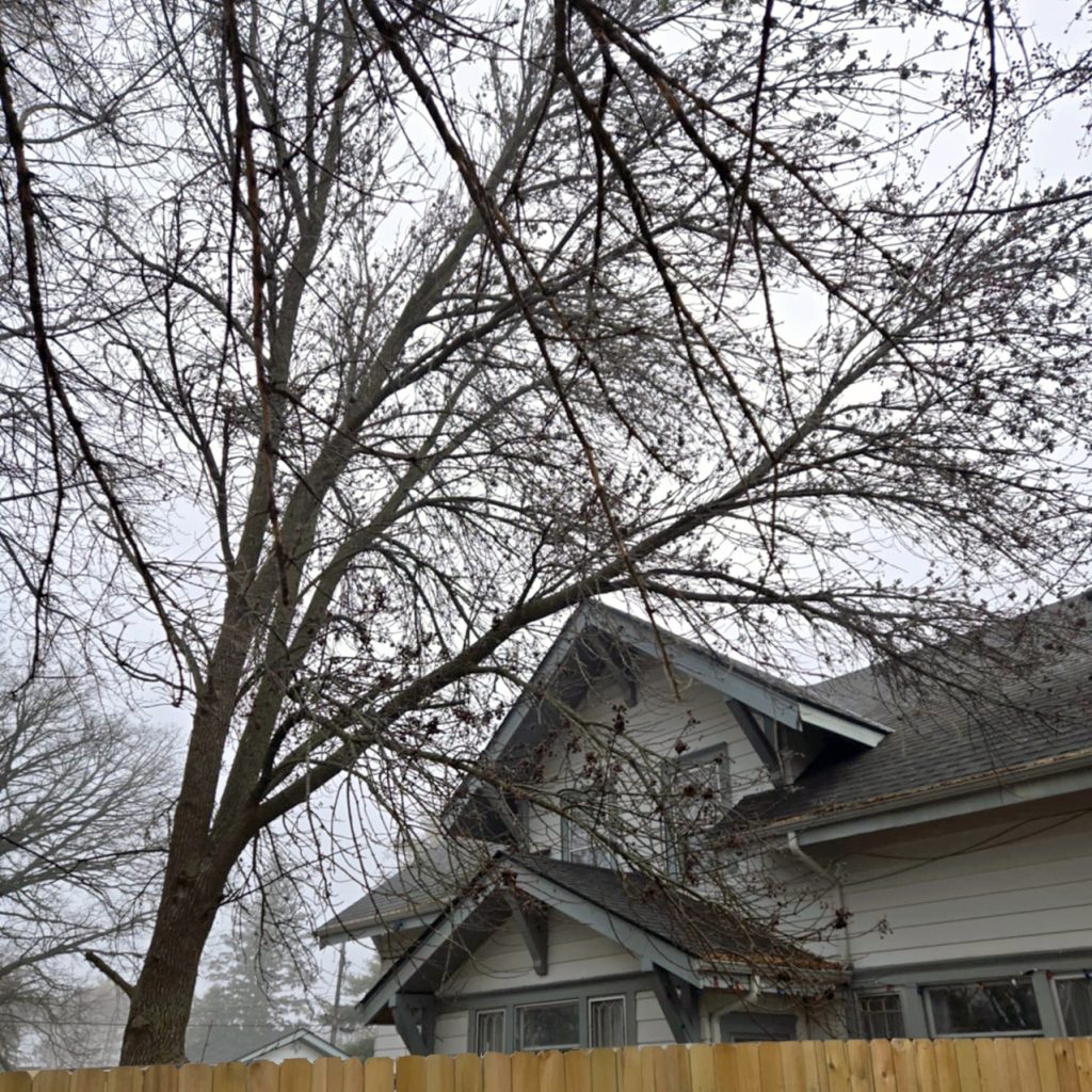 A leafless tree with thin branches stands near a gray house with a fenced yard on a foggy day; the sky is overcast and the scene appears quiet and wintry.