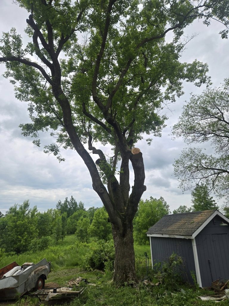 A tall tree with several large branches cut off stands beside a small gray shed with a shingled roof. Green grass, bushes, and other trees fill the background under a cloudy sky.