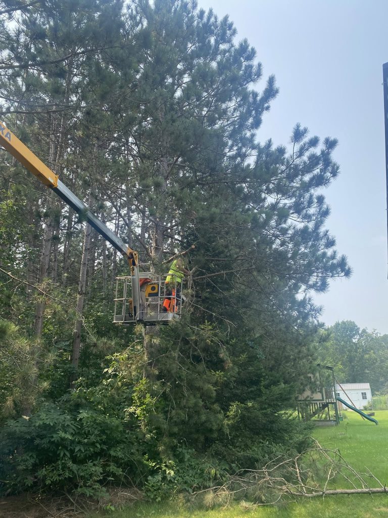 A worker in an orange vest operates a lift to trim branches from a tall pine tree. Fallen branches lie on the ground below, and a house and green lawn are visible in the background.
