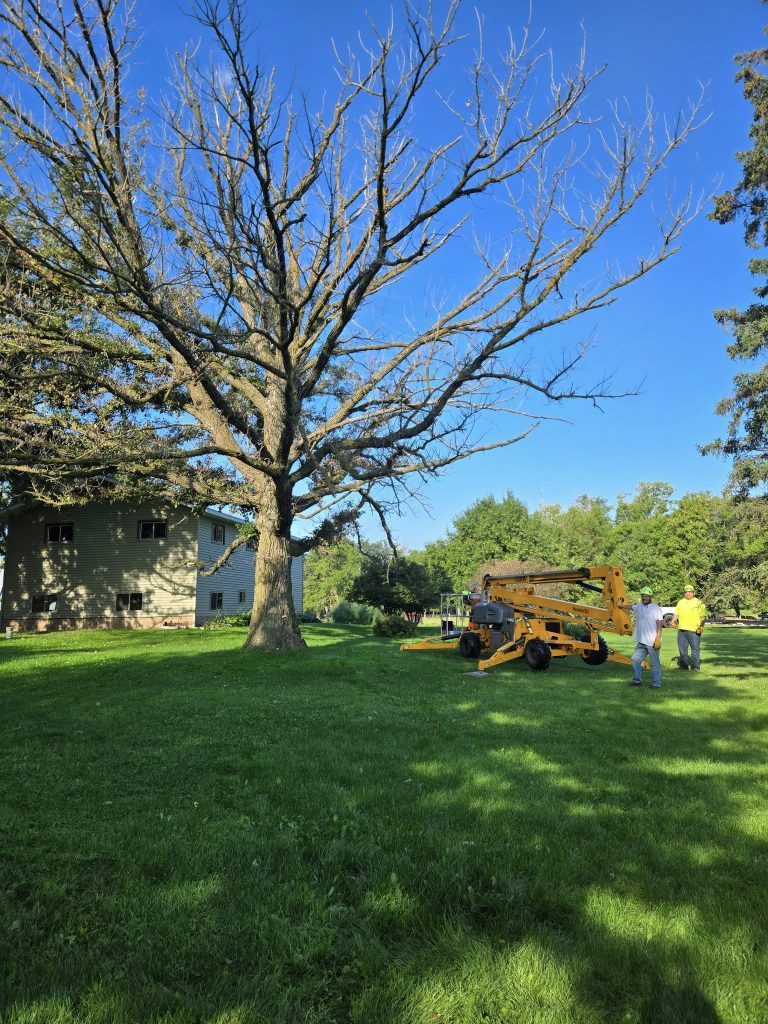 Two people stand near a large leafless tree on a grassy lawn, with a yellow cherry picker nearby. A house and more green trees are visible in the background under a clear blue sky.