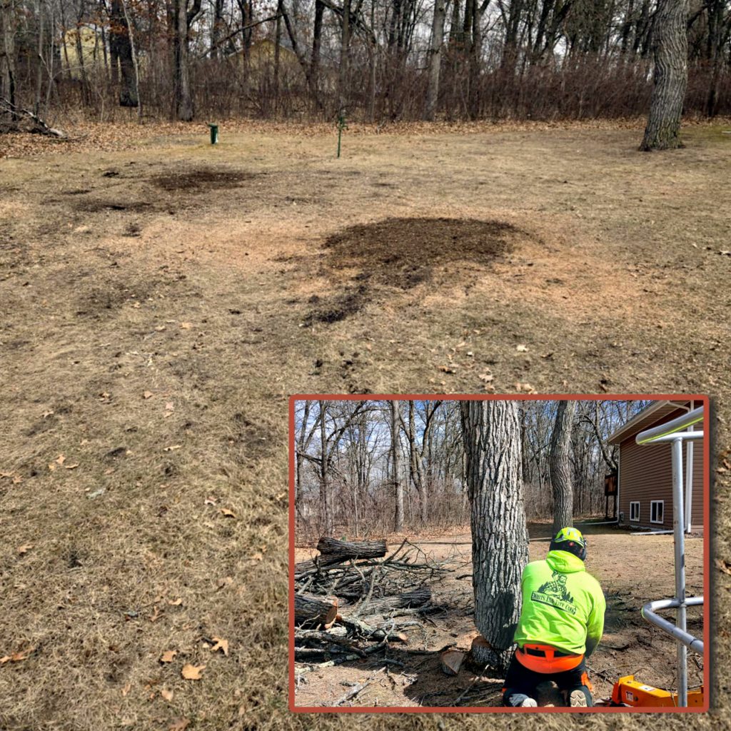A patchy yard with brown grass and bare spots; inset shows a person in a neon jacket using a chainsaw to cut tree branches near a house with downed limbs on the ground.