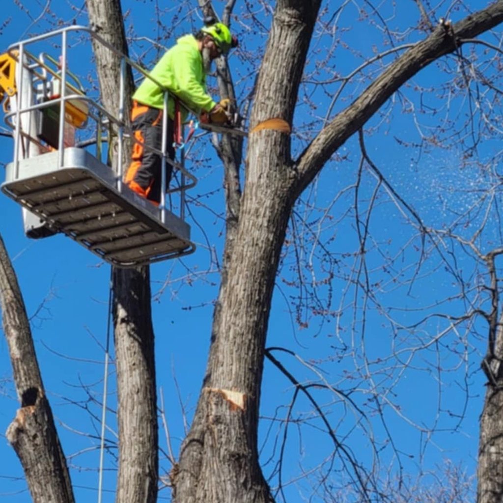A worker in safety gear stands on a raised platform cutting branches from a tall tree with a chainsaw under a clear blue sky.