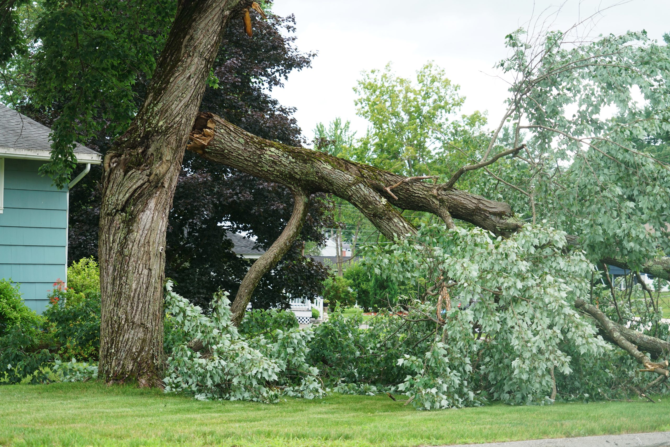 A large tree with a thick trunk has a broken branch that has fallen to the ground, with green leaves scattered across a grassy lawn next to a house—clear signs of tree hazard and important for tree safety awareness.
