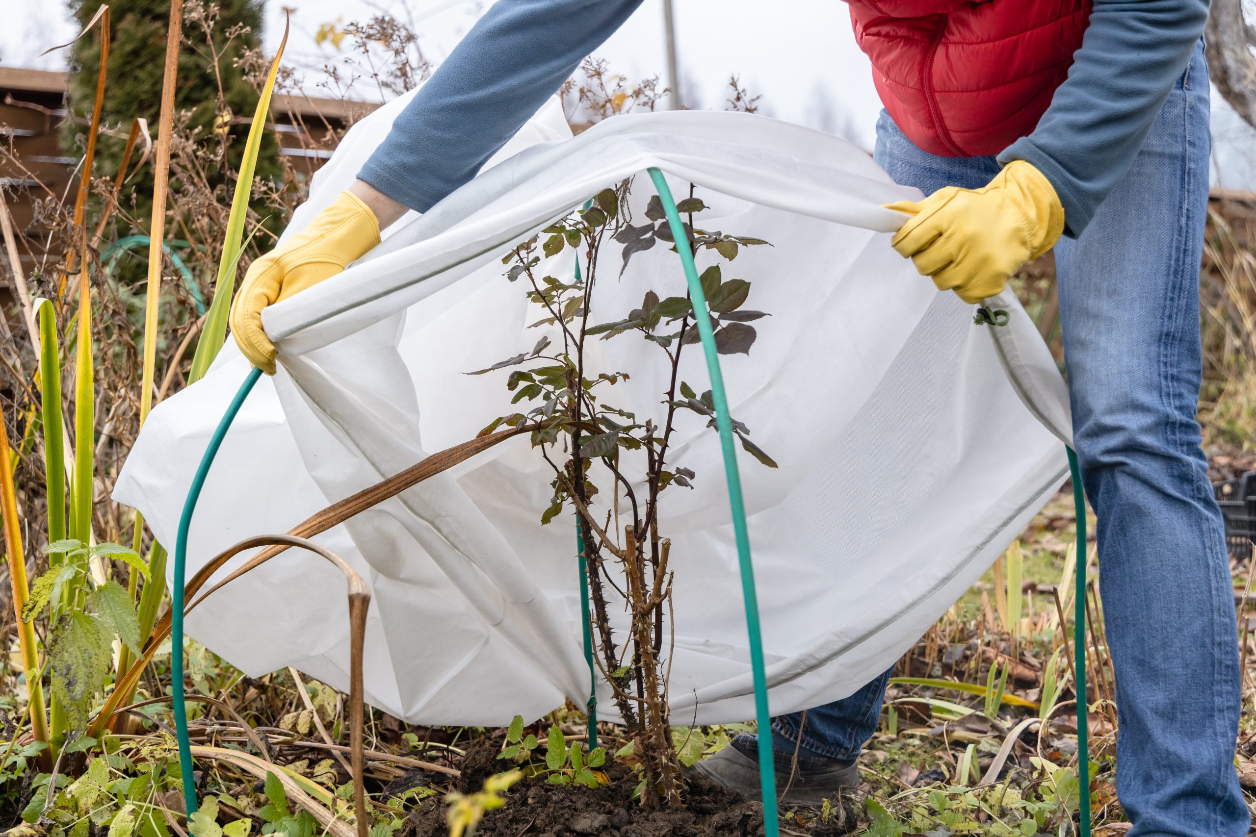 A person wearing yellow gloves covers a garden plant with a white frost cloth, supported by green hoops, to prepare trees for winter and protect them from cold weather.