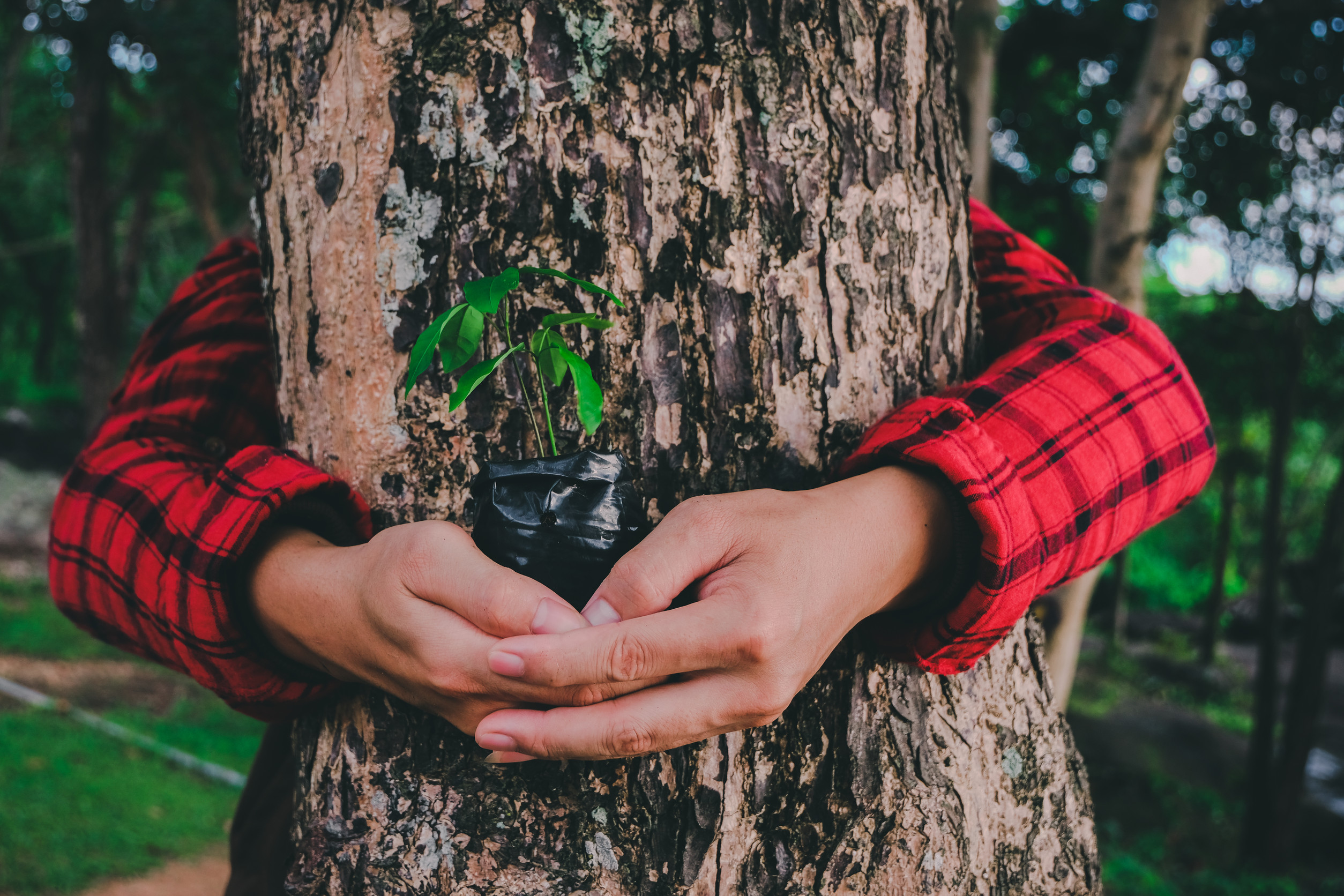 Person in a red plaid shirt hugs a large tree trunk while holding a small tree sapling in a black plastic bag, symbolizing dedication to tree care and environmental conservation in the beautiful Brainerd Lakes landscapes.