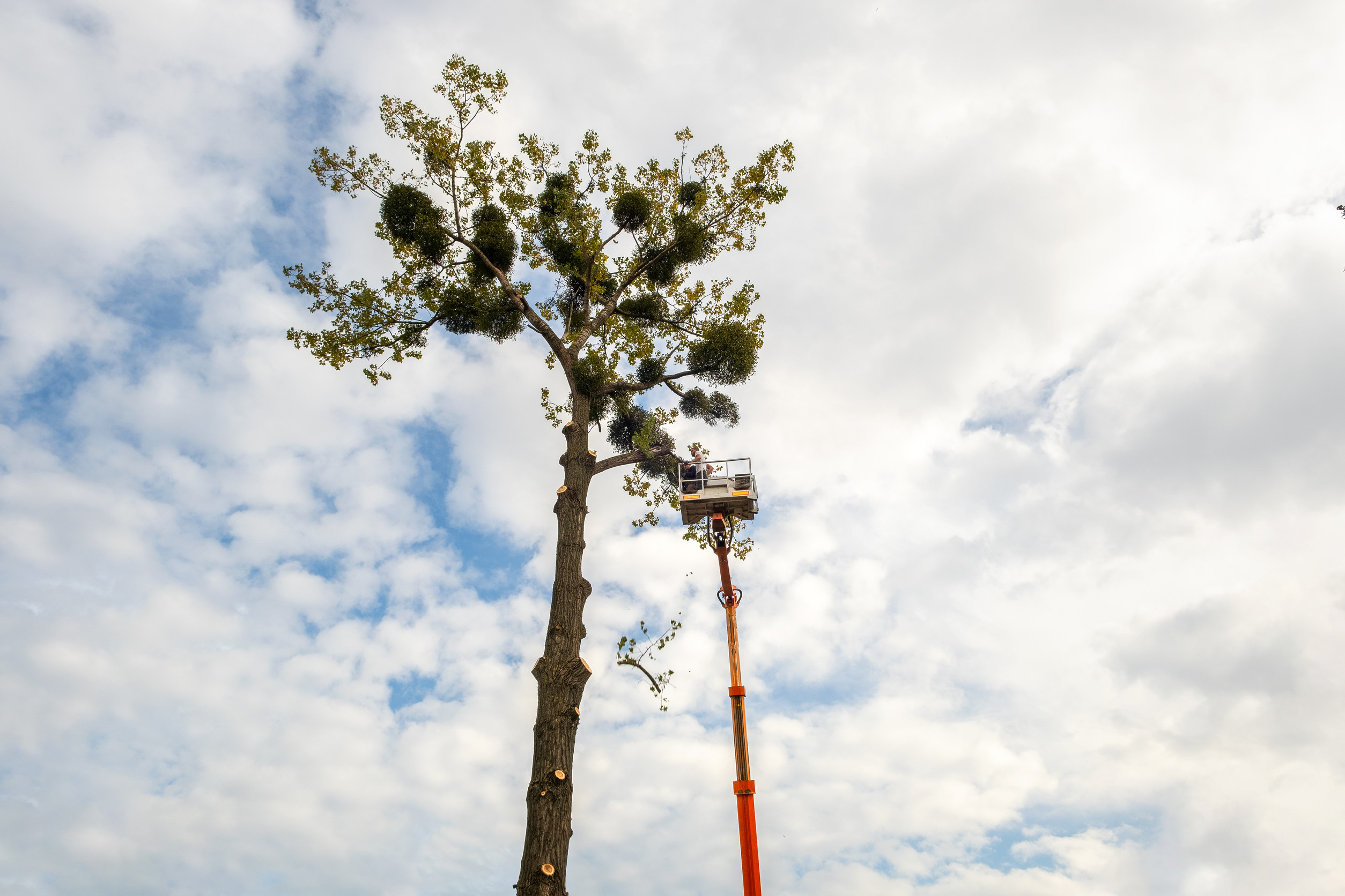 A worker in a cherry picker cuts branches from a tall tree against a partly cloudy sky. Some branches are falling, and the worker is elevated high above the ground.