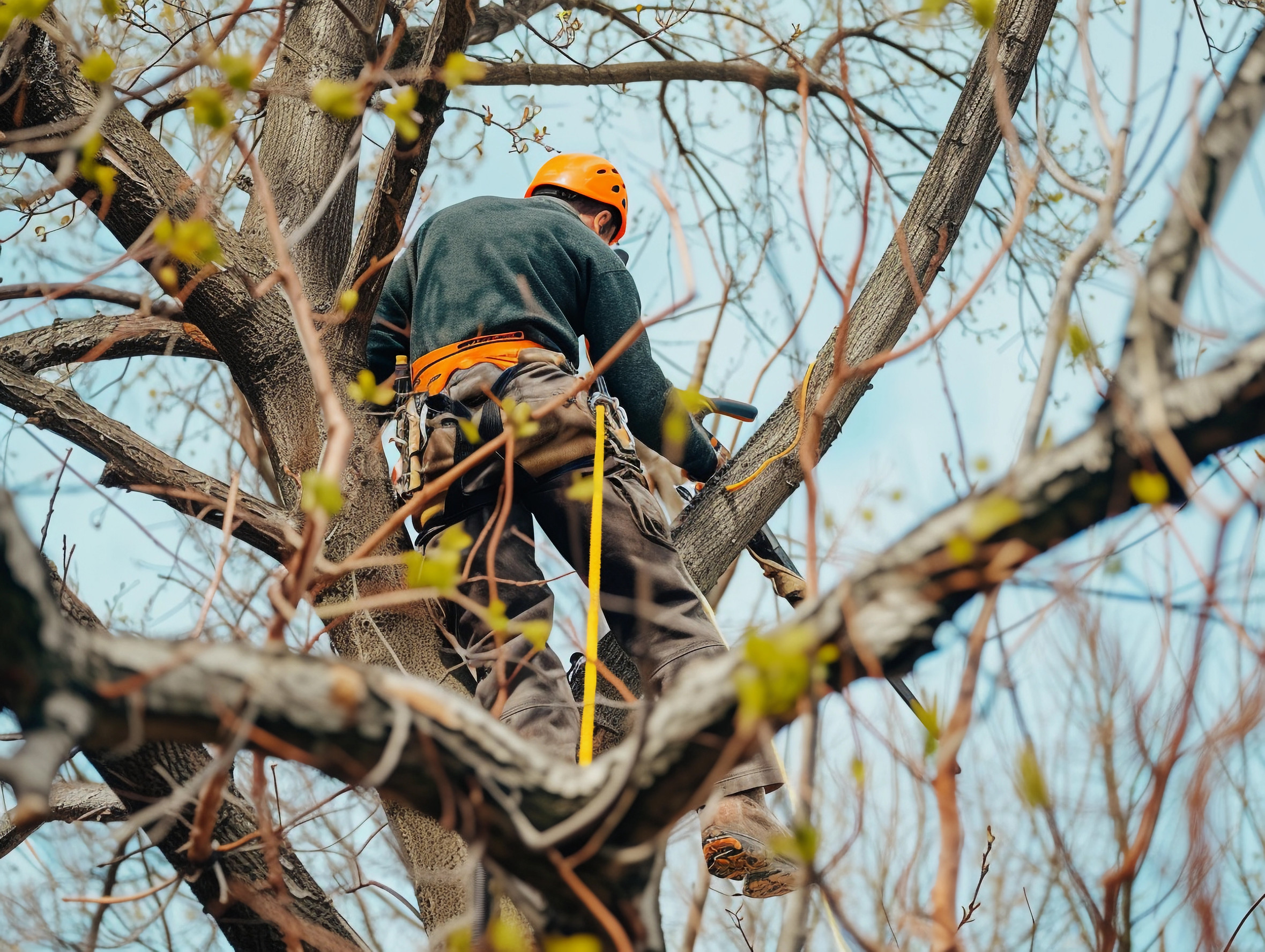 A person wearing safety gear and a helmet is climbing and working on a large tree with ropes, surrounded by branches and early spring leaves.