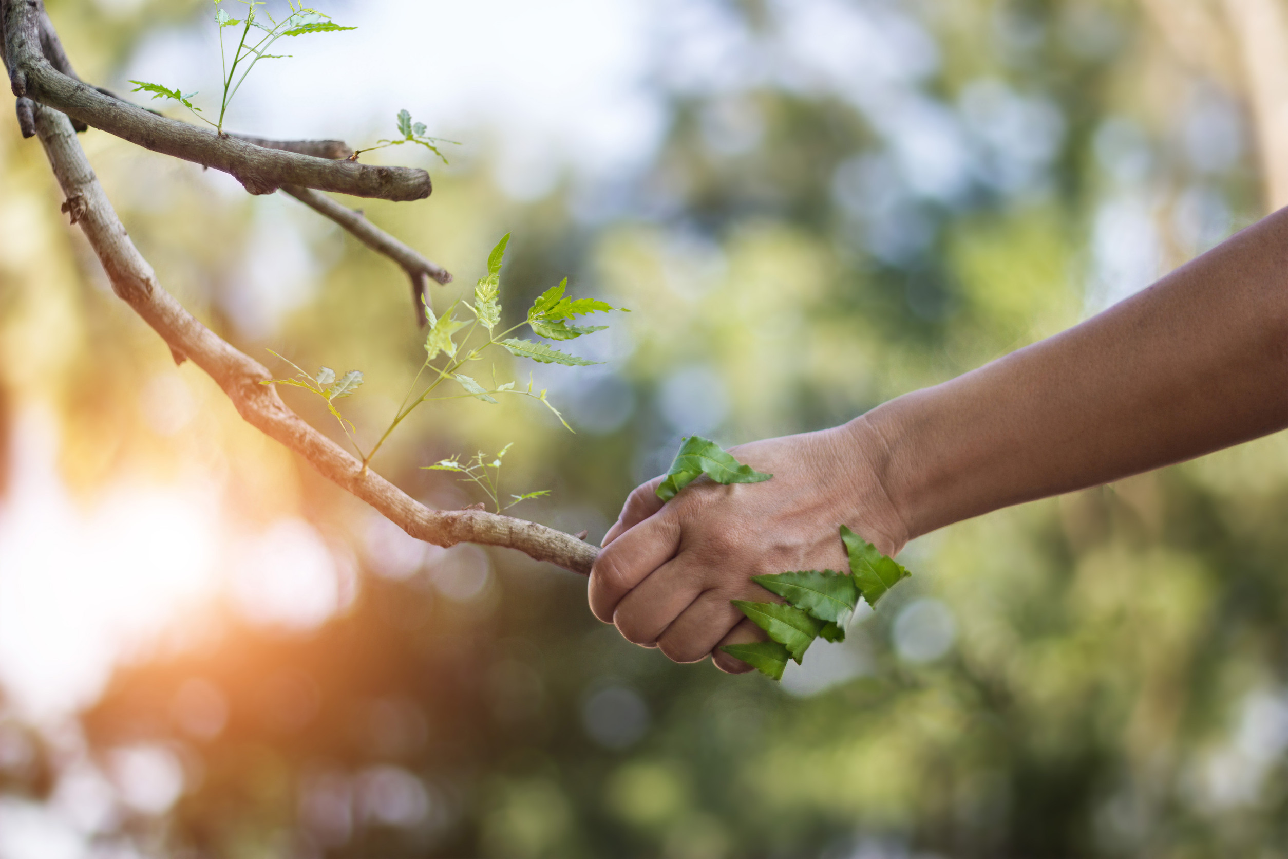 A hand wrapped in green leaves firmly grasps a tree branch, with sunlight streaming through a blurred, green natural background—reflecting Brainerd homeowners’ dedication to thoughtful tree care.