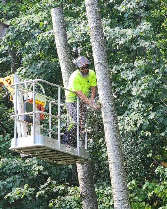 A worker in safety gear uses a chainsaw to cut a tree trunk while standing on a raised platform. Sawdust flies as the tree is being cut, with green trees in the background.