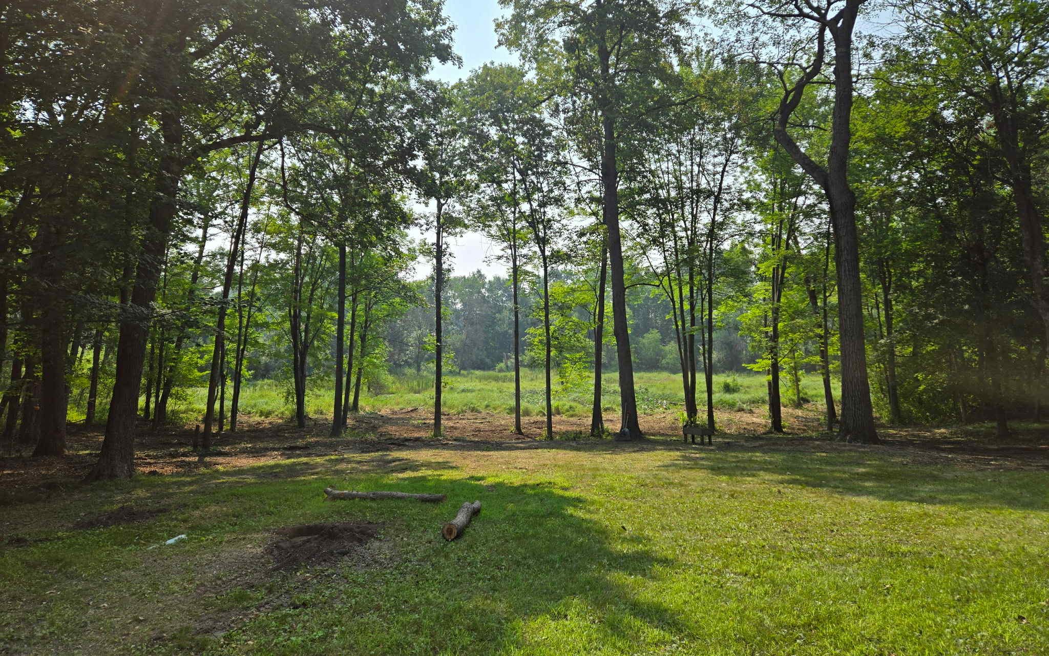 A grassy clearing with a fire pit and logs, surrounded by tall trees. Sunlight filters through the leaves, casting dappled light on the ground. Dense forest and greenery are visible in the background.