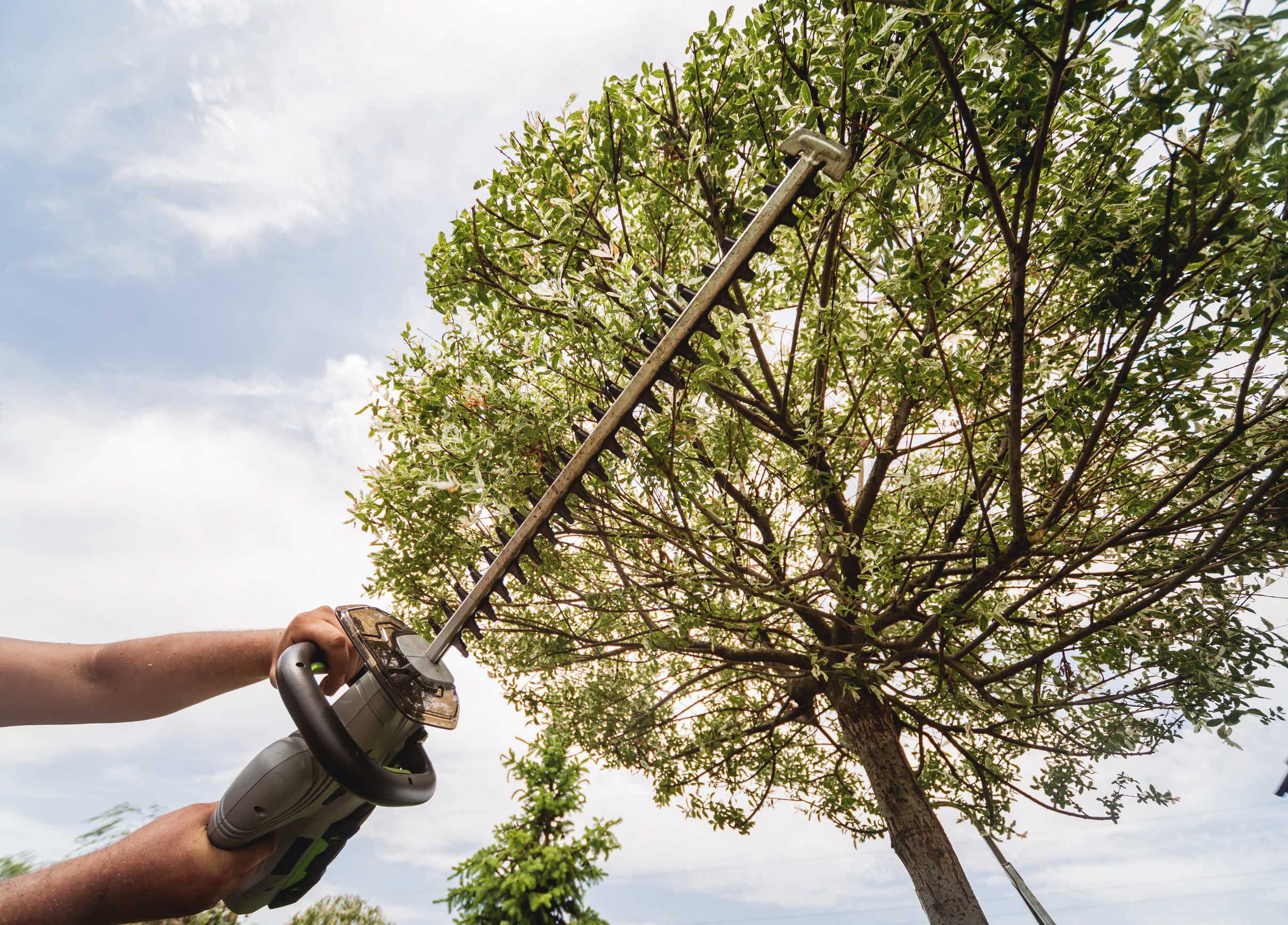 A person uses a pole saw to trim branches from a tall tree, demonstrating good tree care amid green foliage and a blue sky in the background.