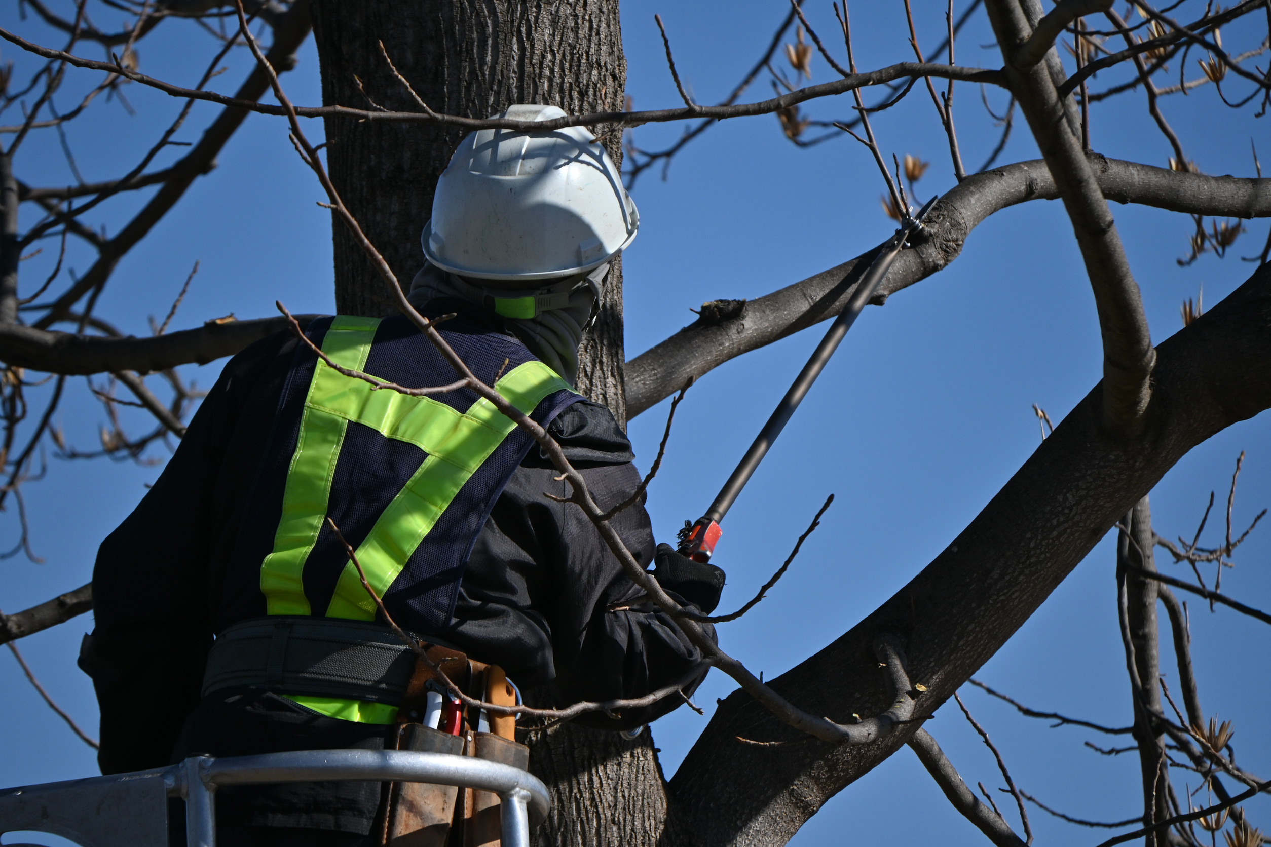 A trusted worker wearing a safety helmet and reflective vest trims branches as part of tree care in Brainerd Lakes, standing on a raised platform under a clear blue sky.