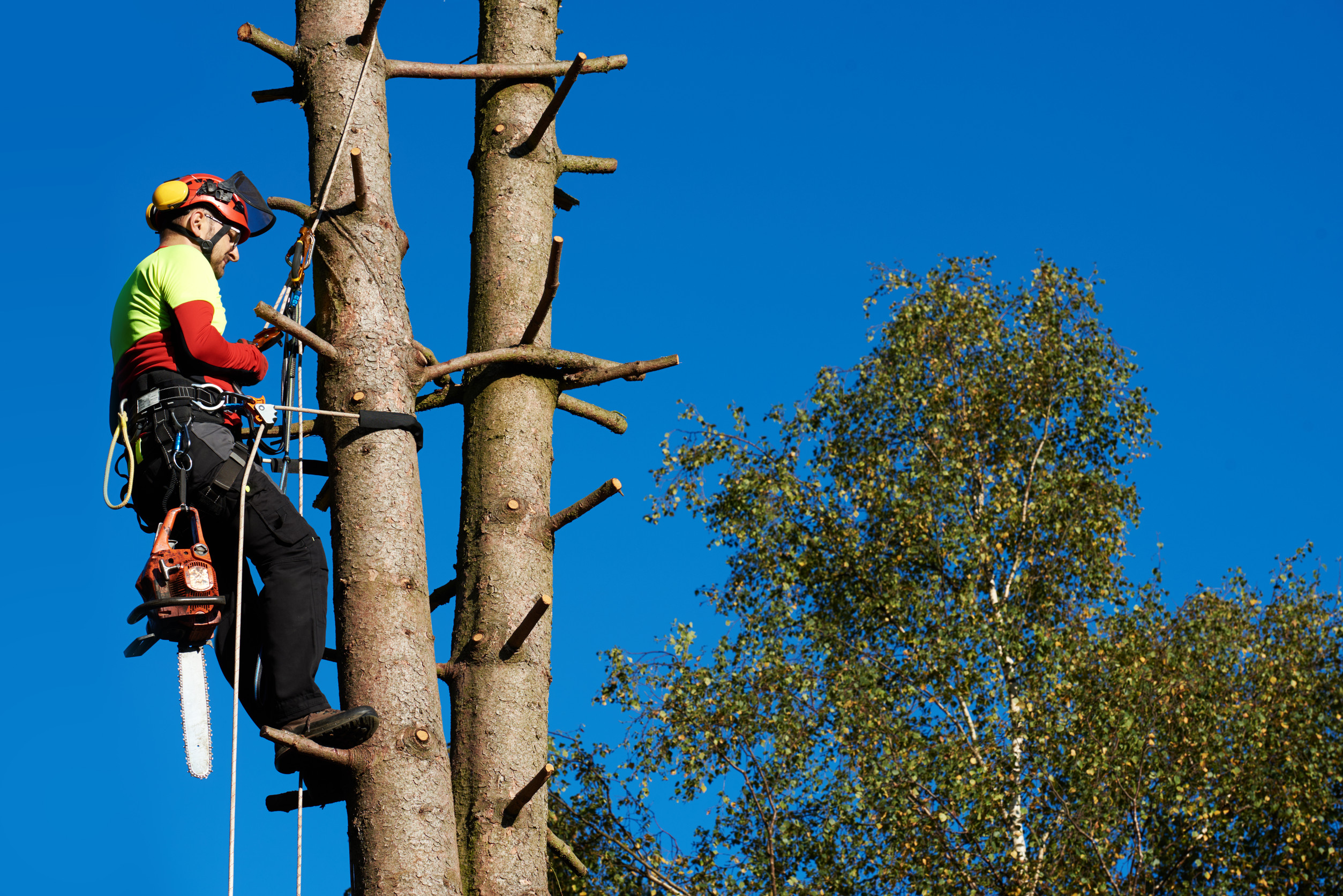 An arborist wearing safety gear stands secured on a tall tree trunk, holding climbing equipment and a chainsaw, with sparse branches around and a clear blue sky in the background.